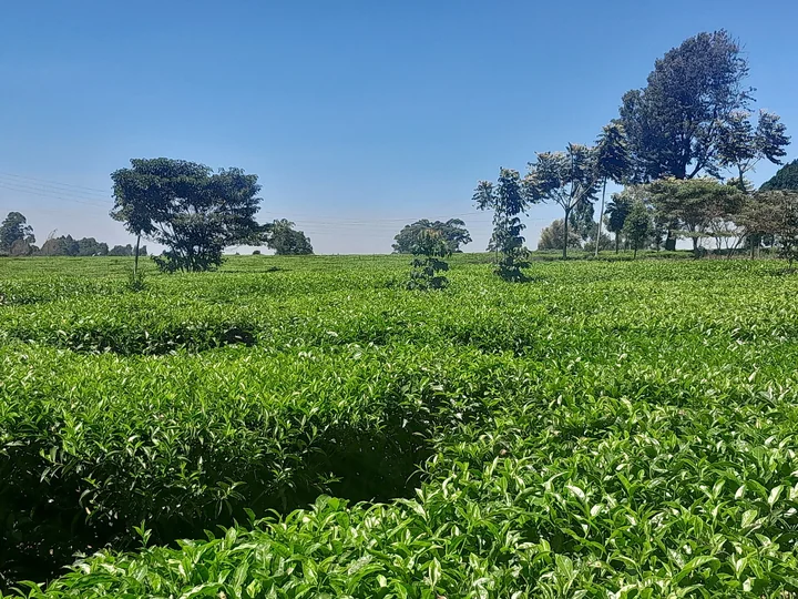 Plantație de ceai din Kenya, cu arbuști tunși jos, câțiva copaci în depărtare și cer senin