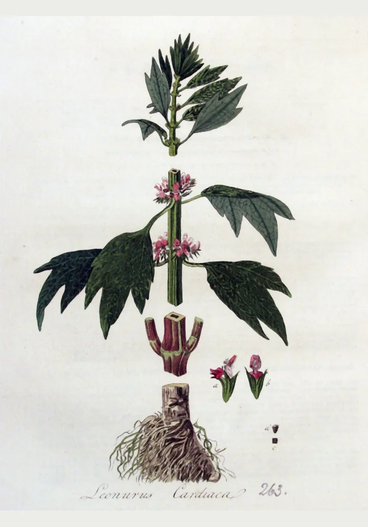 Planșă botanică veche, colorată, cu talpa-gâștei: tulpină cu frunze adânc lobate și flori roz, tulpina tăiată, flori separate și rădăcina