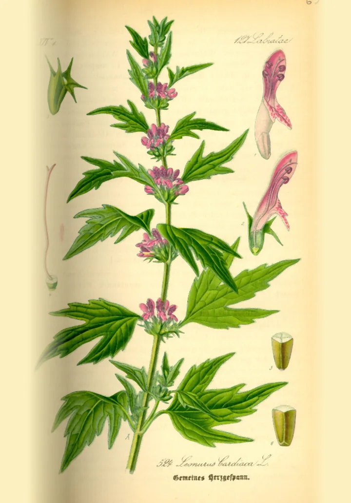 Planșă botanică veche, colorată, cu talpa-gâștei: tulpină înaltă cu verticile de flori roz, frunze lobate și detalii ale florii și ale fructului