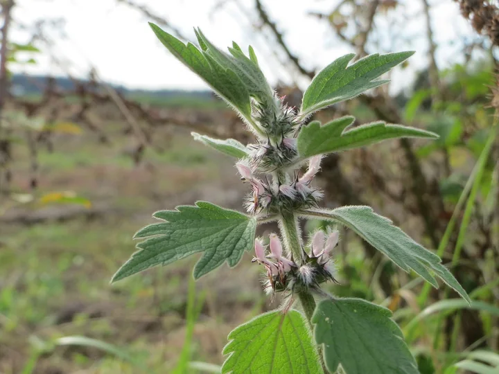 Vârful unei plante de talpa-gâștei la marginea unui câmp, cu frunze păroase, cu lobi ascuțiți, și flori roz în verticile