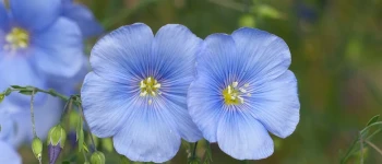In (Linum usitatissimum)