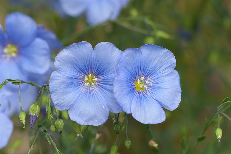 In (Linum usitatissimum)