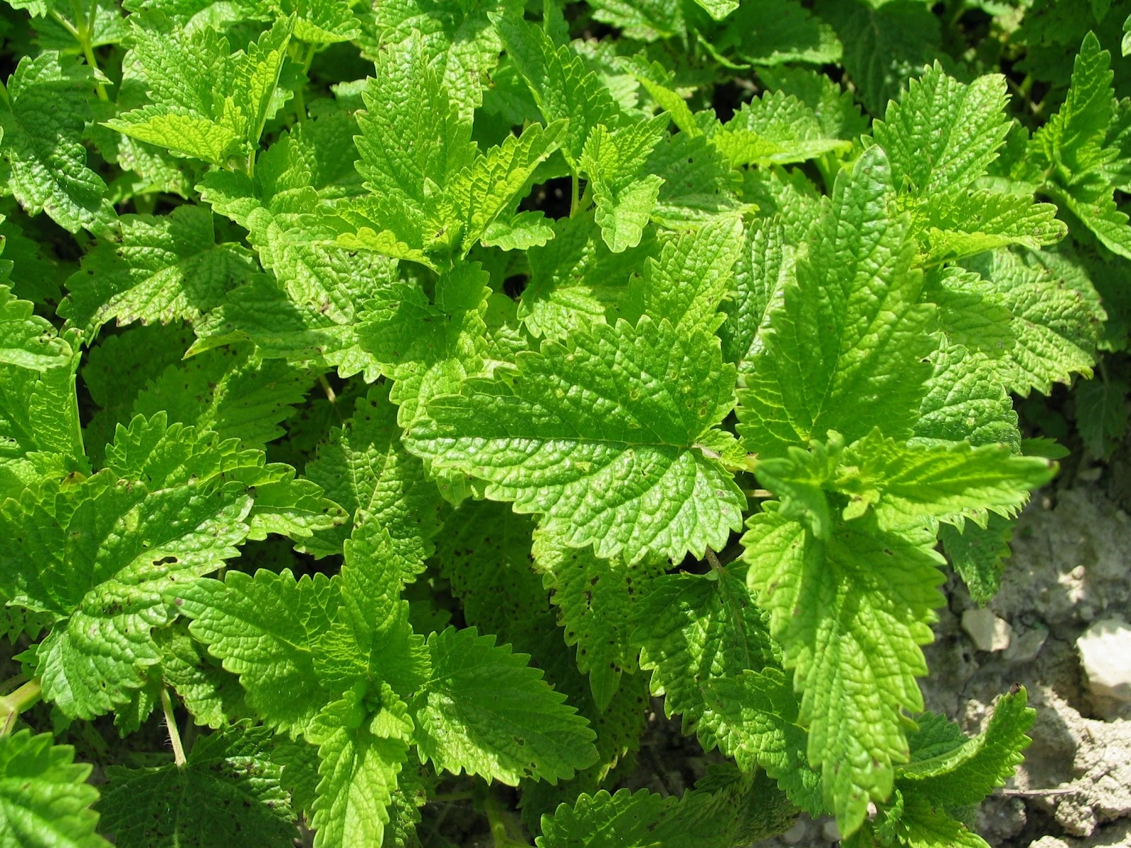 Preparatele din Roiniță (Melissa officinalis) sunt complementare pe cale internă în: insomnii de origine nervoasă, stres, ameţeli, migrene, tulburări funcţionale gastroenterice colici la copii, chiar la sugari, colite spastice, meteorism şi disconfort abdominal, colon iritabil, dispepsii, vărsături de diverse cauze, cu deosebire în cele de sarcină, anxietate, crampe menstruale, stimulent uterin, eliminarea toxinelor pe cale sudoripară.