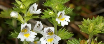 Silur (Euphrasia officinalis)