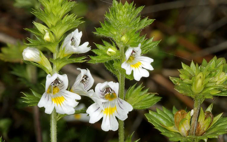 Silur (Euphrasia officinalis)