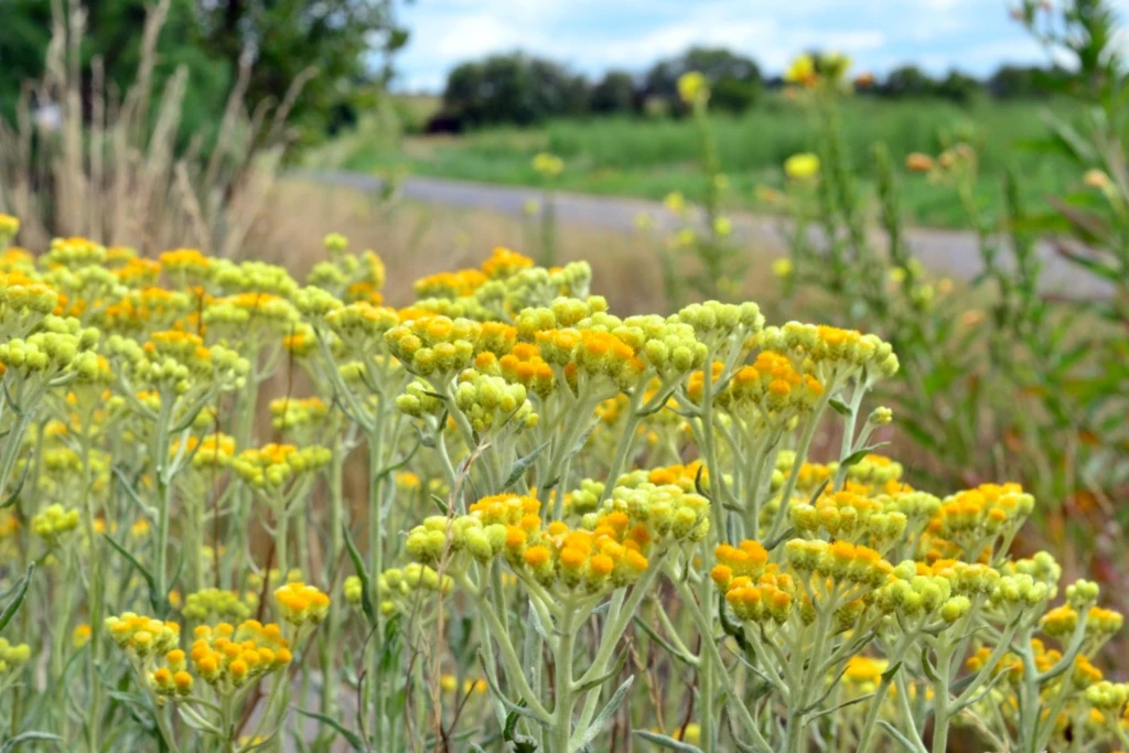 Siminoc (Helichrysum arenarium)