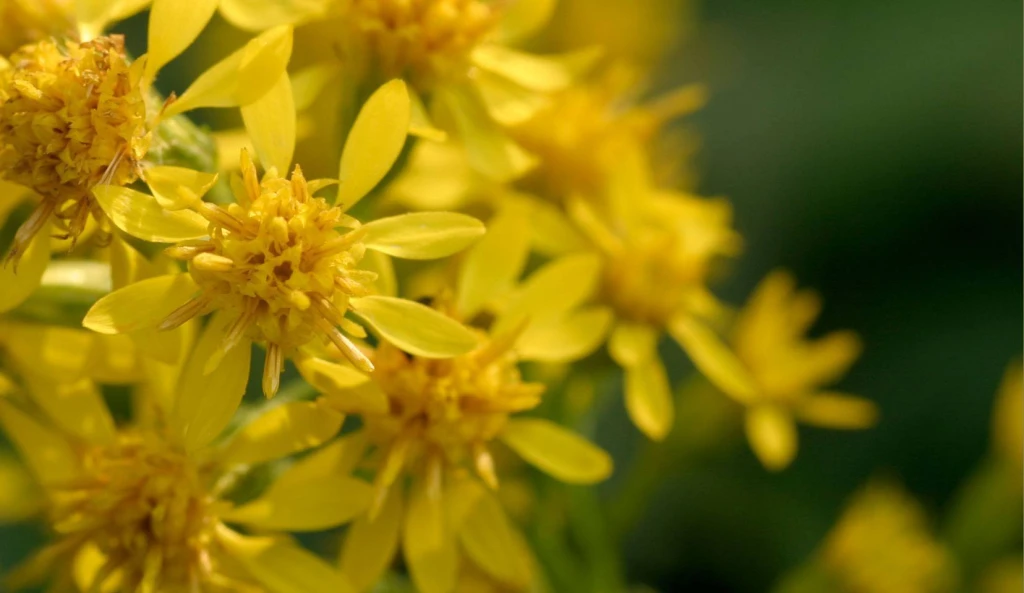 În medicina populară preparatele pe bază de Splinuță (Solidago virgaurea) se folosesc pe cale internă în: ascită, artrite, hemoragii, dismenoree, diaree, diaree cu sânge, enterite, litiază renală şi vezicală, afecţiuni biliare, melanom.