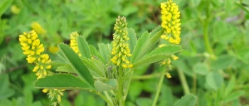 Sulfina galbenă (Melilotus officinalis)