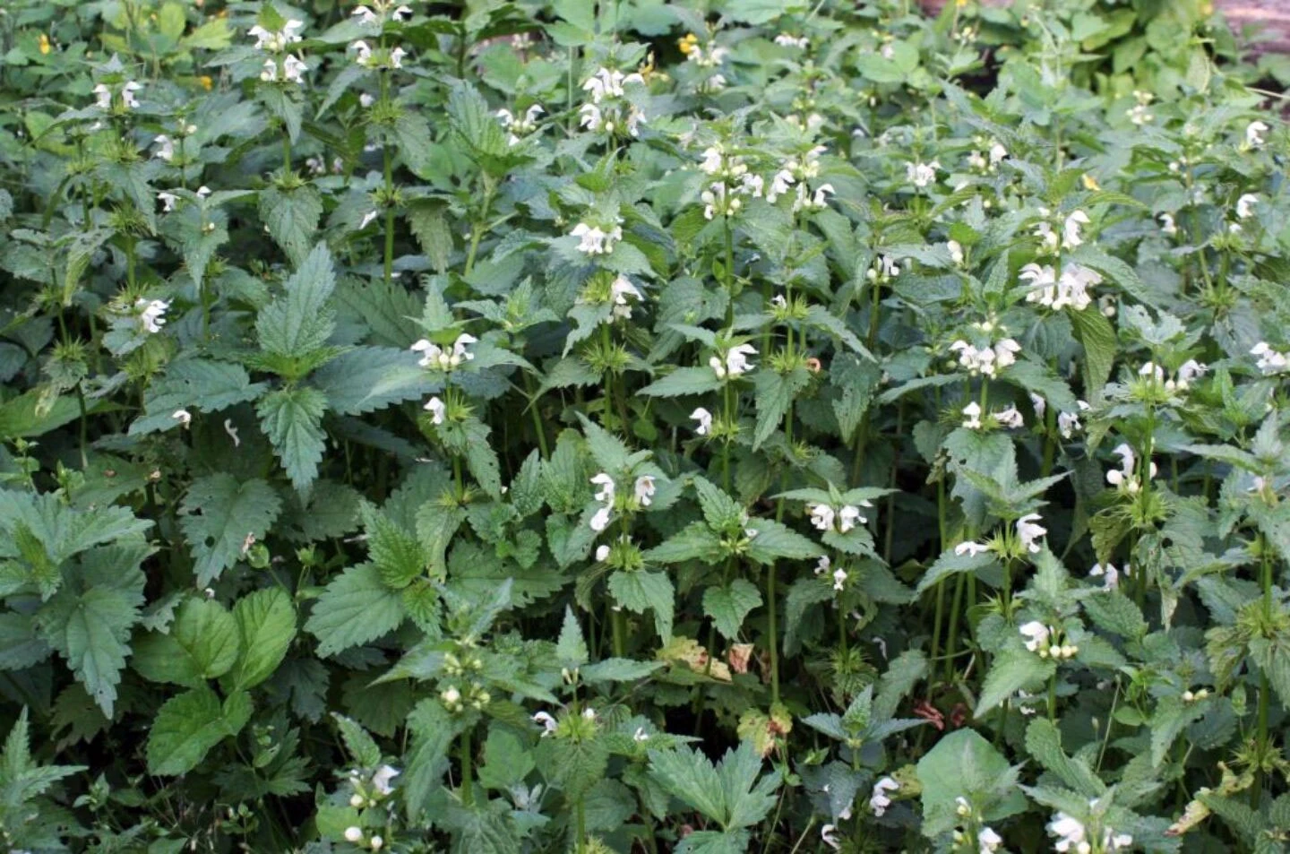 Urzică moartă (Lamium album), preparatele sunt complementare pe cale internă în: afecţiuni ale căilor respiratorii, gută, varice, dismenoree hipertrofie de prostată datorită polifenolilor, saponozidelor şi taninurilor, reumatism, epilepsie.