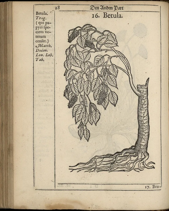 Gravură în lemn din 1648 cu un mesteacăn tânăr, cu rădăcini și frunze, și inscripția Betula