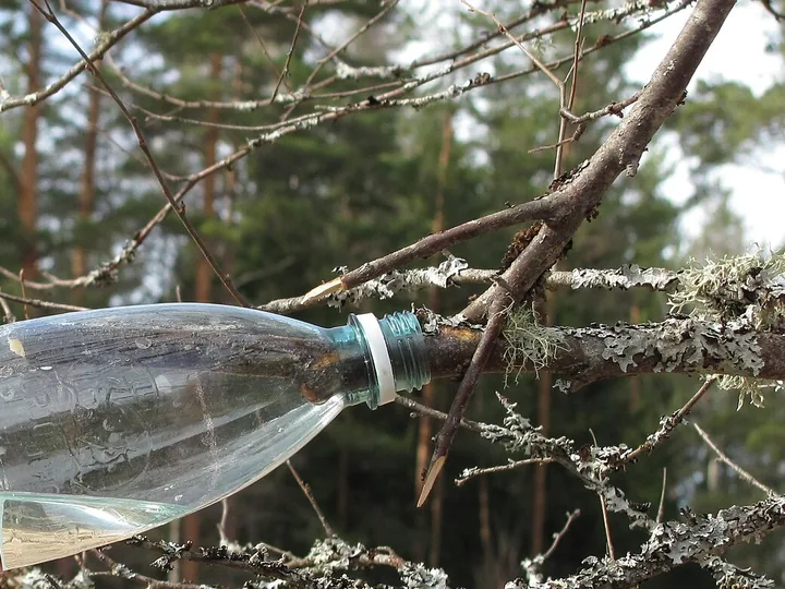 Sticlă de plastic prinsă pe o ramură tăiată de mesteacăn, în care se scurge seva