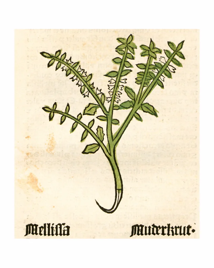 Gravură veche în lemn, colorată în verde, cu o tulpină de melisă cu frunze mici și cu rădăcină, sub numele Mellissa Muderkrut