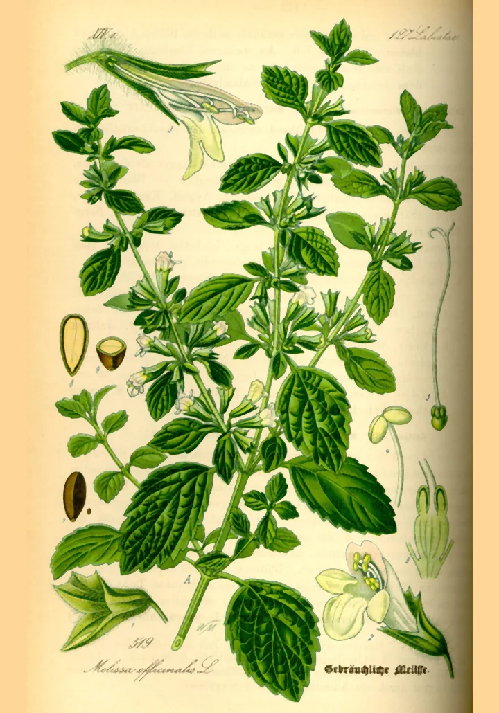 Planșă botanică veche, colorată, cu ramuri de roiniță cu frunze dințate și flori albe și cu floarea desenată separat