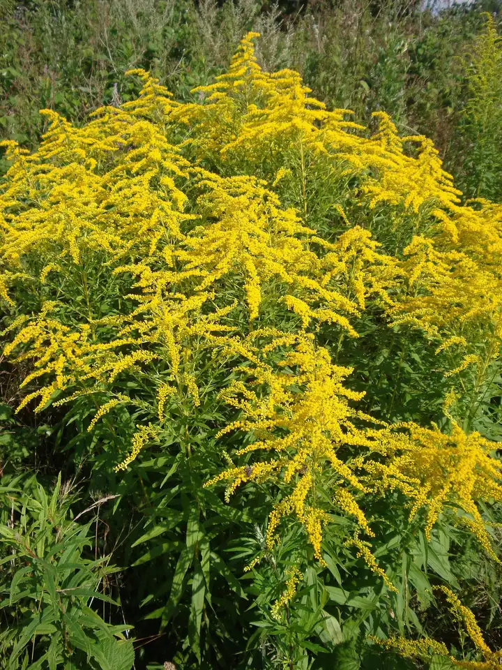 Plante de Solidago canadensis cu panicule mari, galbene și arcuite