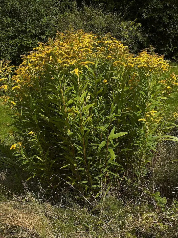 Tufă deasă de Solidago gigantea, cu multe panicule galbene deasupra unor frunze înguste
