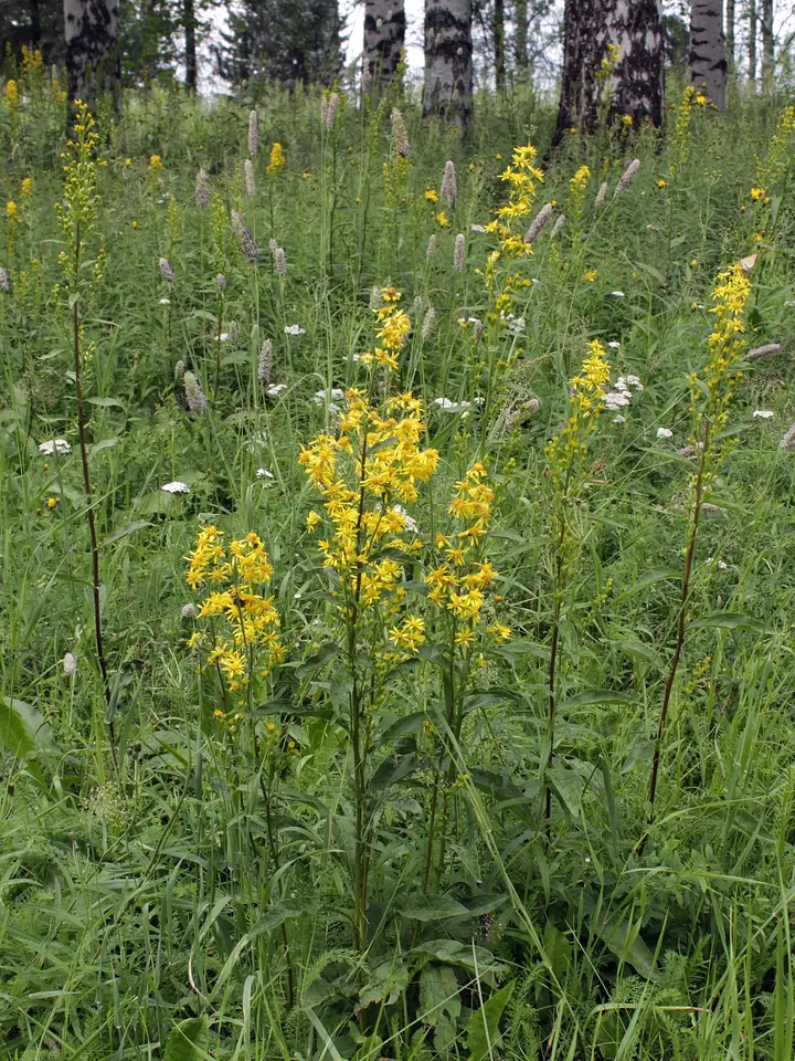 Mai multe plante de splinuță cu ciorchini galbeni, printre ierburi înalte, la marginea unei păduri