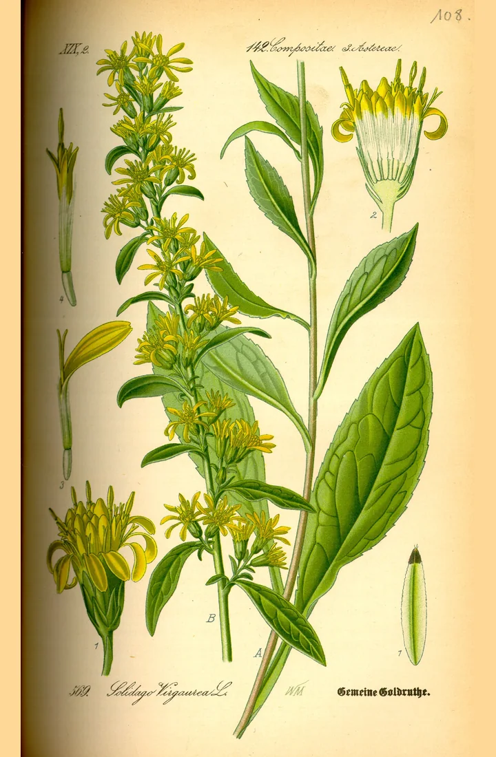 Planșă botanică veche, colorată, cu o tulpină de splinuță cu frunze și flori galbene și detalii ale unui capitul și ale fructului