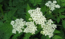 Anason (Pimpinella anisum)
