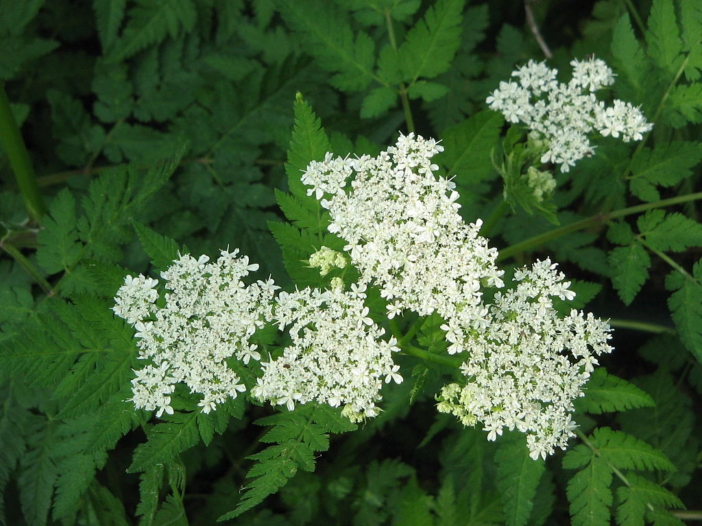 Anason (Pimpinella anisum)