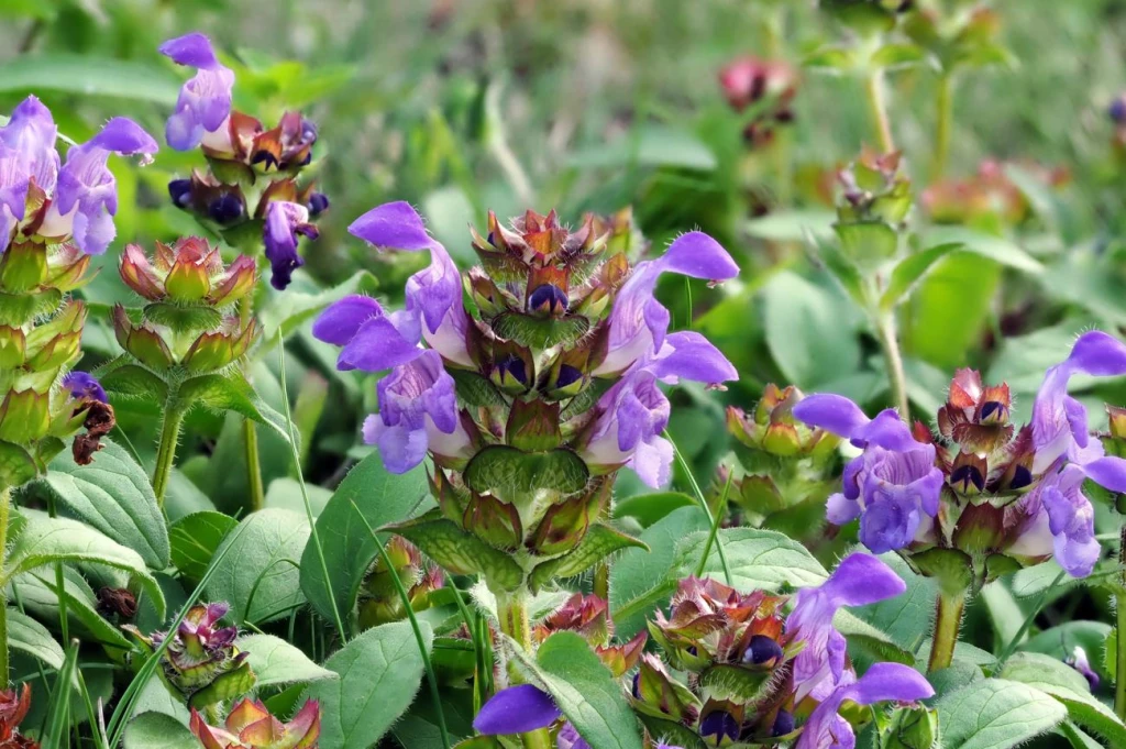 Busuioc de câmp (Prunella vulgaris), Produsul vegetal conţine flavonoide (inclusiv rutin), acizi grași, acid ursolic, ulei volatil, principii amare și vitaminele (A, B, C, K);