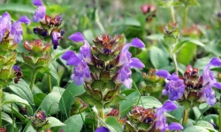 Busuioc de câmp (Prunella vulgaris), Produsul vegetal conţine flavonoide (inclusiv rutin), acizi grași, acid ursolic, ulei volatil, principii amare și vitaminele (A, B, C, K);
