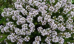 Cimbru (Thymus vulgaris), Cimbrul de câmp sau lămâioara (Thymus vulgaris) plantă erbacee cu flori roșii-purpurii sau albe, folosite în medicină pentru infuzie. Poartă și denumirile de cimbru, lămâioară, sărpun, schinduf, timian sau timișor.