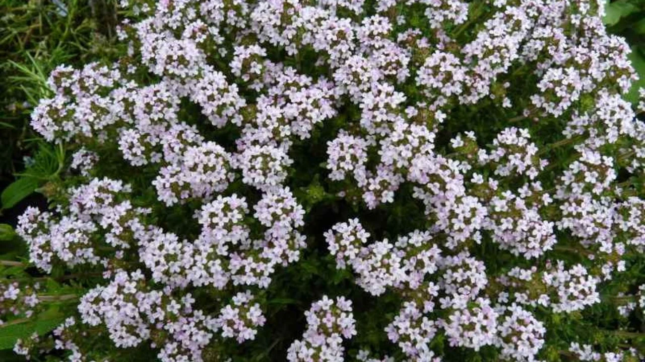 Cimbru (Thymus vulgaris), Cimbrul de câmp sau lămâioara (Thymus vulgaris) plantă erbacee cu flori roșii-purpurii sau albe, folosite în medicină pentru infuzie. Poartă și denumirile de cimbru, lămâioară, sărpun, schinduf, timian sau timișor.