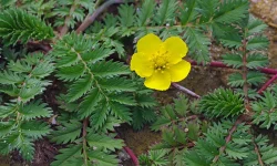 Coada racului (Potentilla anserina)
