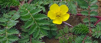 Coada racului (Potentilla anserina)