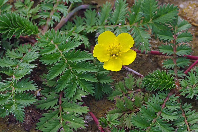 Coada racului (Potentilla anserina)
