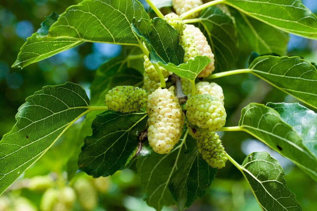 Dud alb, Dud negru (Morus alba L., Morus nigra L.)