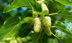 Dud alb, Dud negru (Morus alba L., Morus nigra L.)