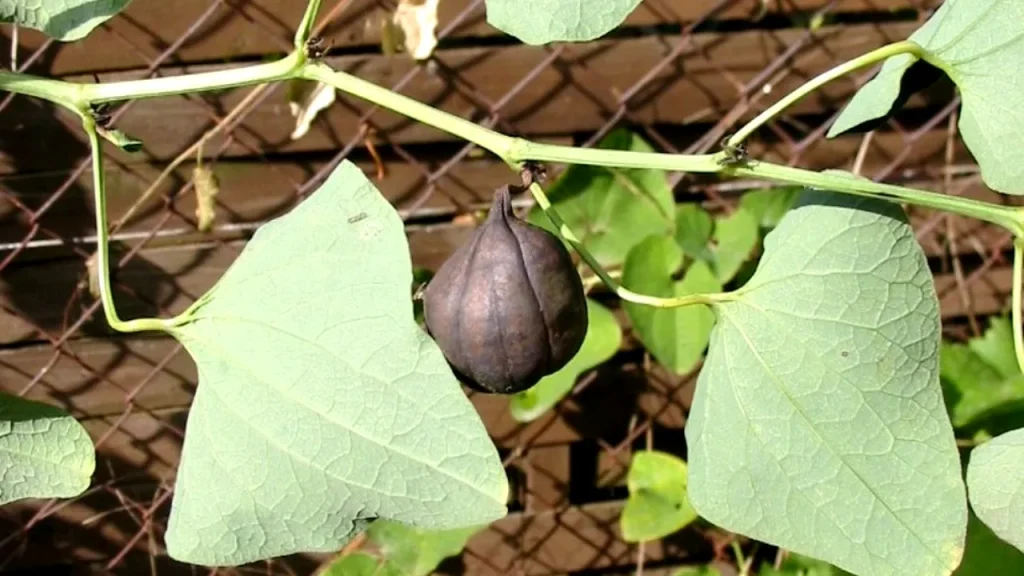 Marul Lupului (Aristolochia clematitis)