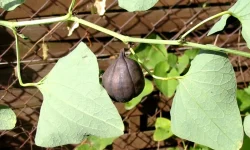 Marul Lupului (Aristolochia clematitis)