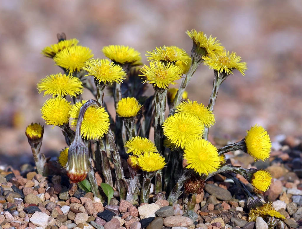 Podbal (Tussilago farfara)