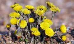 Podbal (Tussilago farfara)