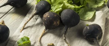 Ridiche neagră (Raphanus sativus var. niger)