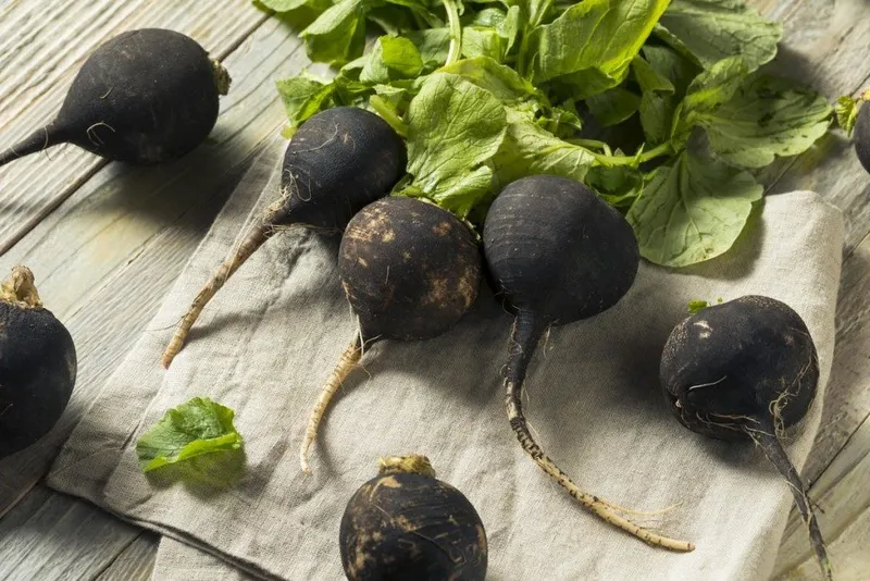 Ridiche neagră (Raphanus sativus var. niger)