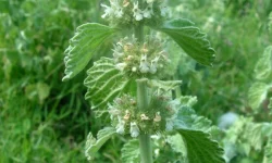Unguraș (Marrubium vulgare)