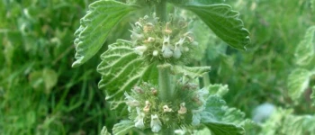 Unguraș (Marrubium vulgare)