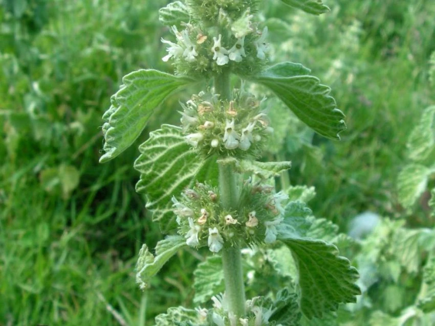 Unguraș (Marrubium vulgare)