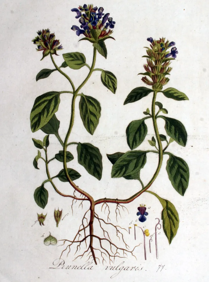 Planșă botanică veche cu busuioc de câmp: tulpini cu frunze ovale, spice de flori violete, rădăcini și detalii ale florii