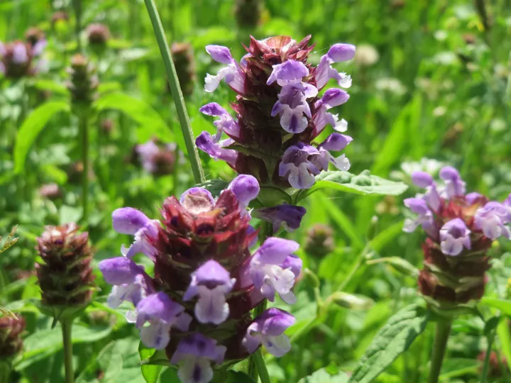 Spice dense de busuioc de câmp cu flori violete și bractee roșiatice, într-o pajiște, vara