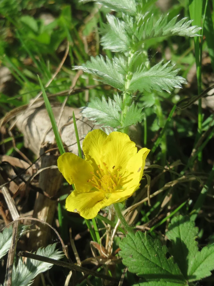 Floare galbenă de coada-racului deasupra unei rozete de frunze pinate, argintii, cu marginea dințată