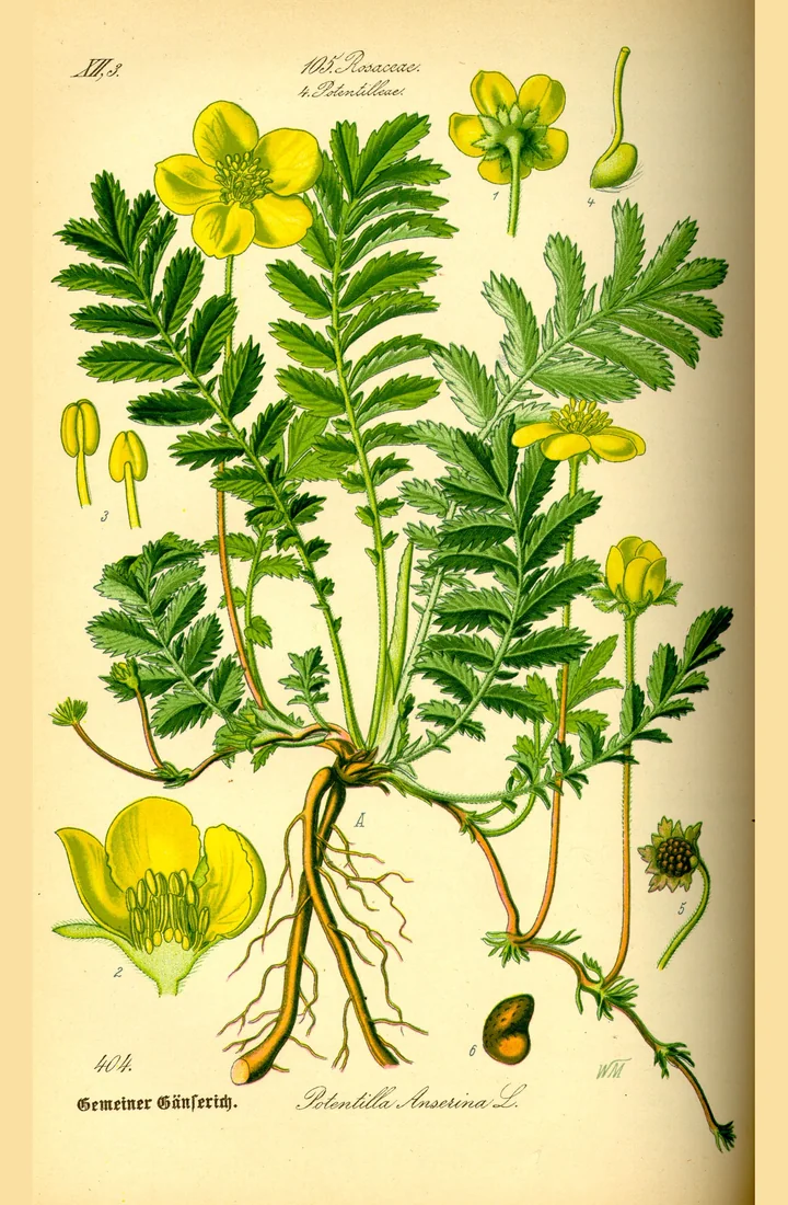 Planșă botanică colorată cu o plantă de coada-racului: frunze pinate, flori galbene, stoloni cu rădăcini și detalii ale florii, ale staminelor și ale fructului