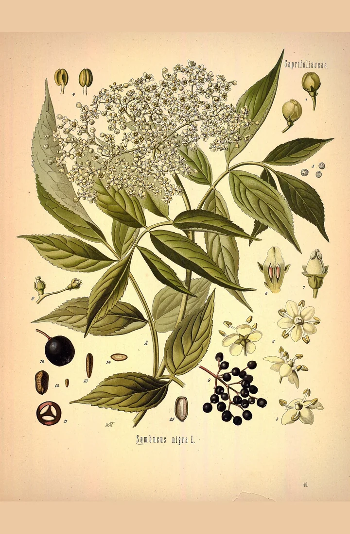 Planșă botanică veche, colorată, cu o ramură înflorită de soc, cu flori, frunze, fructe negre și detalii ale florii și ale sâmburelui