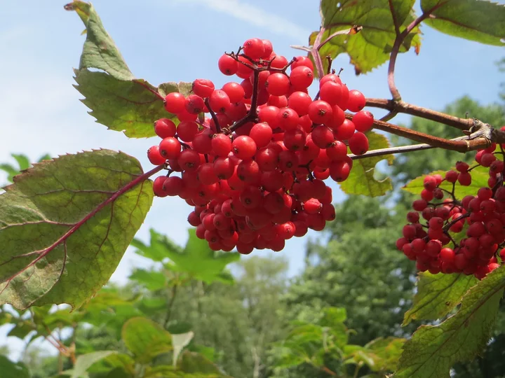 Ciorchine de fructe roșii de soc roșu, între frunze verzi, pe un cer albastru