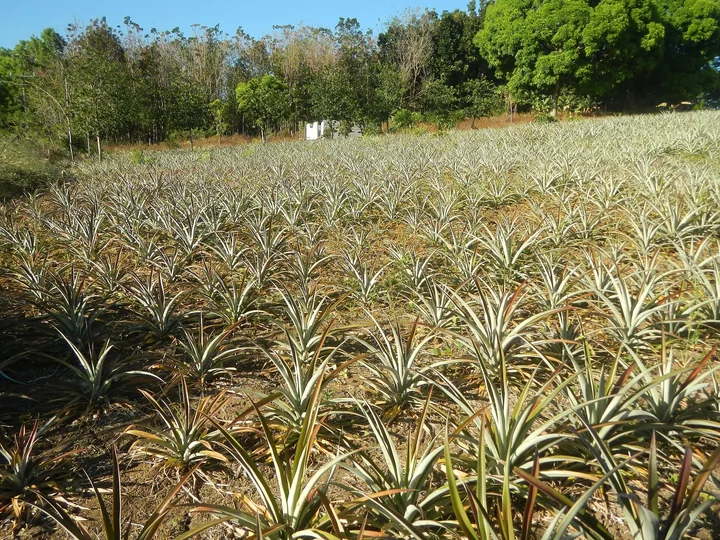 Câmp de ananas, cu rânduri de plante cu frunze lungi și ascuțite, pe un deal, sub un cer albastru