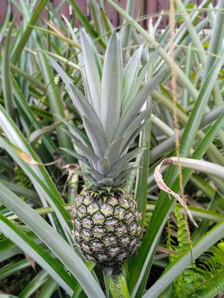 Fruct tânăr de ananas, cu solzi verzui, cu o coroană de frunze gri-verzi în vârf, între frunze lungi, pe plantă