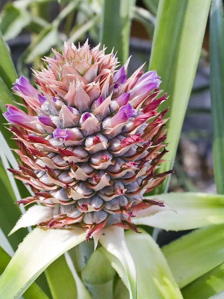 Inflorescență de ananas, cu bractee roz și numeroase flori mov, înconjurată de frunze verzi, lungi